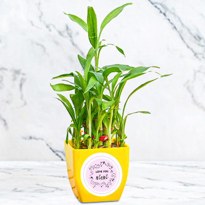 Beautiful 2 Layer Lucky Bamboo Plant In Yellow Tone Pot