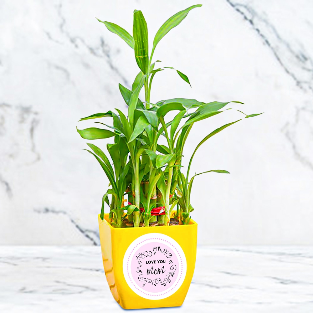 Beautiful 2 Layer Lucky Bamboo Plant In Yellow Tone Pot